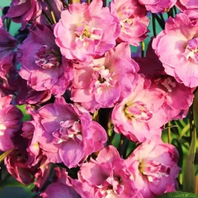 Дельфиниум ДЕЛЬФИС ПИНК ПАУЭ высокий в Бресте