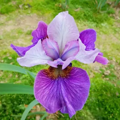 Ирис ЛАЙТ ОВ ХАРТ сибирский в Бресте