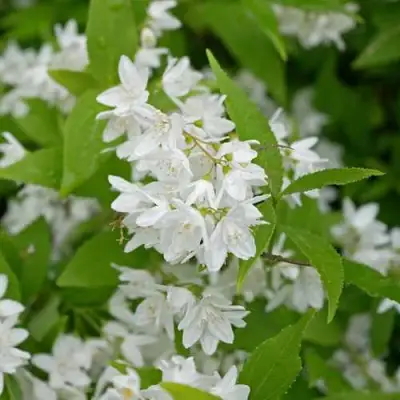 Дейция шершавая в Бресте