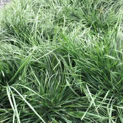 Щучка ГОЛДТАУ дернистая в Бресте