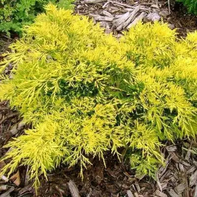 Можжевельник КИНГ ОФ СПРИНГ средний в Бресте