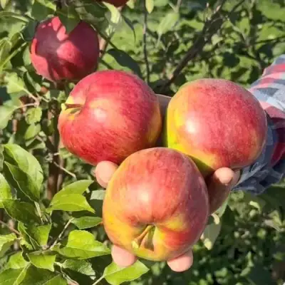 Яблоня ПОСПЕХ в Бресте