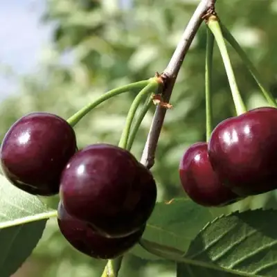 Дюк КСЕНИЯ (ЧЕРЕВИШНЯ) в Бресте