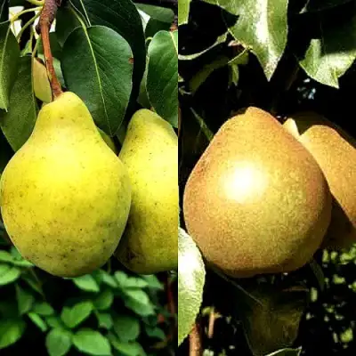 Комплект ДУЭТ в Бресте