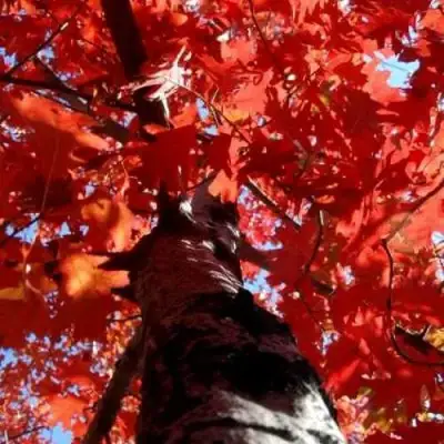 Дуб красный в Бресте