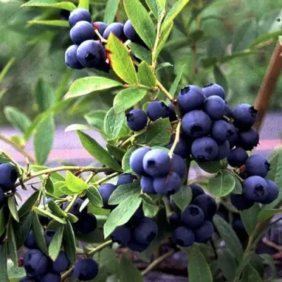 Голубика ДЖЕРСИ в Бресте