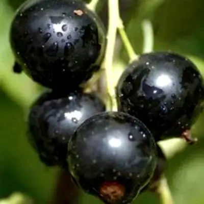 Смородина чёрная ВИНОГРАДНАЯ в Бресте