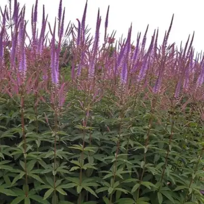 Вероникаструм ФАСЦИНЕЙШН в Бресте