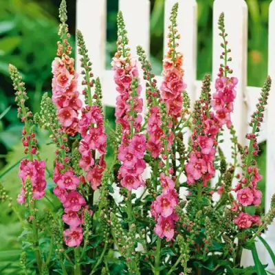 Коровяк ПИНК ДОМИНО гибридный (вербаскум) в Бресте