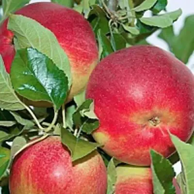 Яблоня СЕНАТОР колонновидная в Бресте