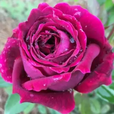 Роза РОЯЛ ПАЛАС японская в Бресте