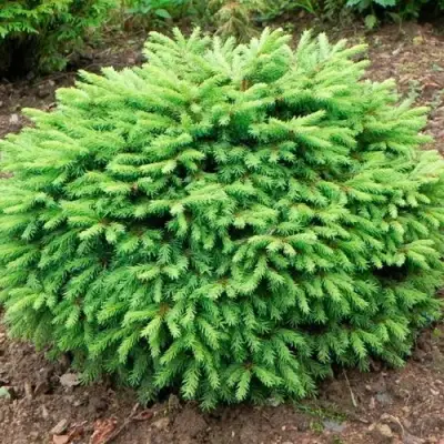 Ель НИДИФОРМИС обыкновенная в Бресте