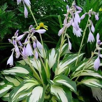 Хоста КРИСМАС КЭНДИ гибридная в Бресте