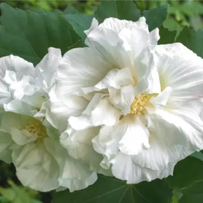 Гибискус АДМИРАЛ ДЕВЕЙ сирийский в Бресте