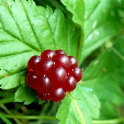 Княженика ЭЛПЕ в Бресте