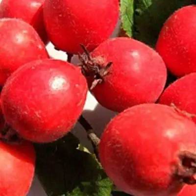 Боярышник КРУПНОПЛОДНЫЙ в Бресте