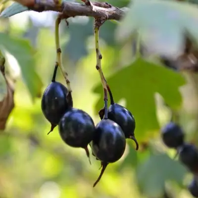 Смородина золотистая ДУСТЛИК в Бресте