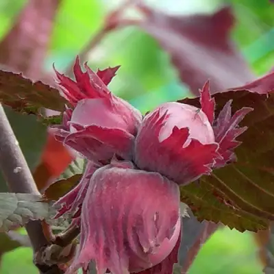 Фундук КАРДИНАЛ в Бресте