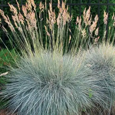 Овсянница ЭЛАЙДЖА БЛЮ в Бресте