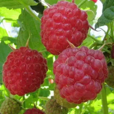 Малина НОВОСТЬ КУЗЬМИНА в Бресте