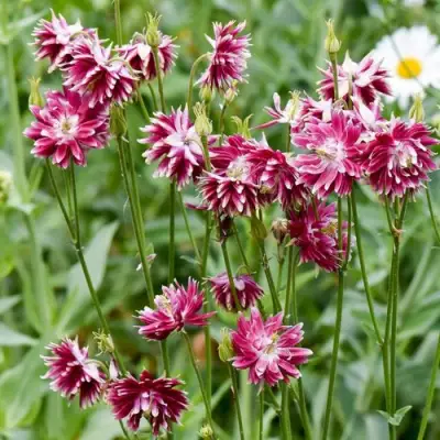 Аквилегия БАРЛОУ НОРА гибрид МакКаны в Бресте