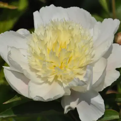 Пион ЗОЛОТАЯ ШПИЛЬКА травянистый в Бресте