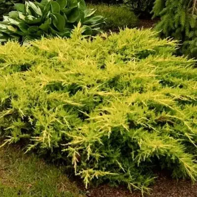 Можжевельник МОРДИГАН ГОЛД средний в Бресте