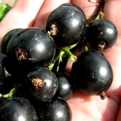 Смородина чёрная ЧЕРЕШНЁВАЯ в Бресте