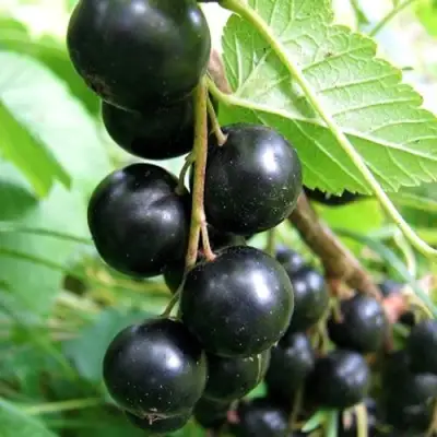 Смородина черная ЧЕРНООКАЯ в Бресте