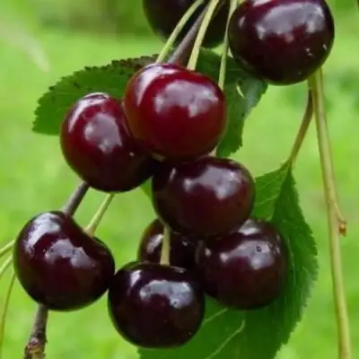 Вишня ЛАСУХА в Бресте