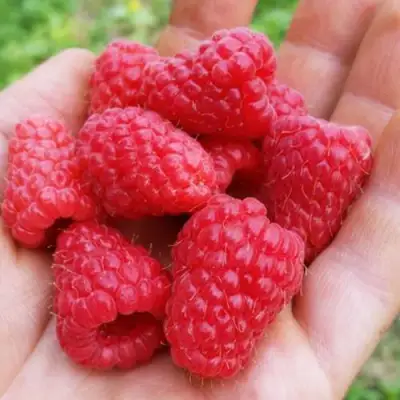 Малина ТУЛАМИН в Бресте