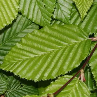 Граб японский в Бресте