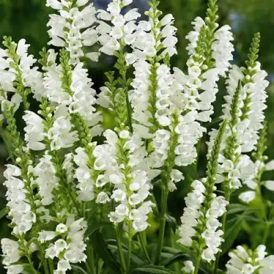 Физостегия АЛЬБА виргинская в Бресте