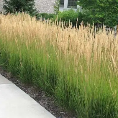 Вейник КАРЛ ФОРСТЕР остроцветковый в Бресте