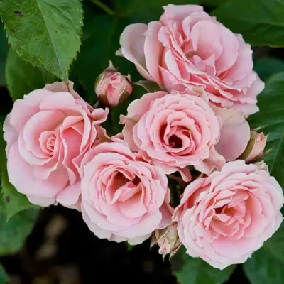 Роза КЛАССИК ЛИДИЯ спрей в Бресте