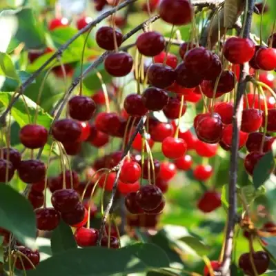 Вишня БРУСНИЦЫНА степная в Бресте