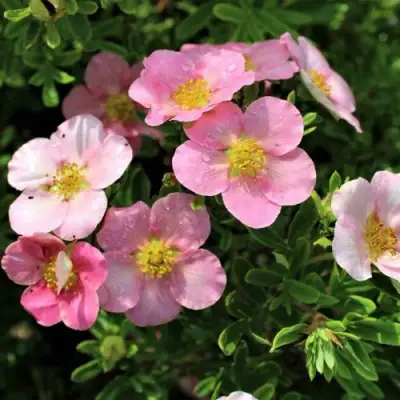 Лапчатка ЛАВЛИ ПИНК кустарниковая в Бресте