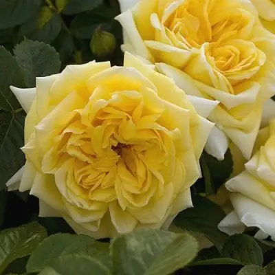 Роза НАДЯ МЕЙДИЛАНД почвопокровная в Бресте