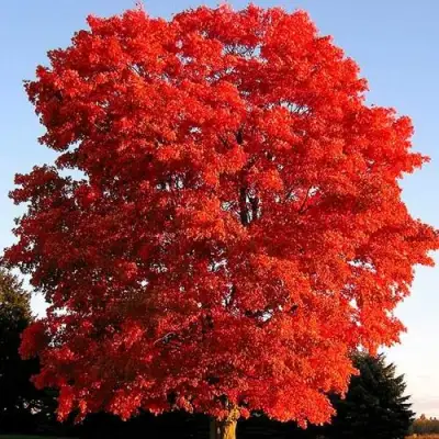 Дуб красный в Бресте