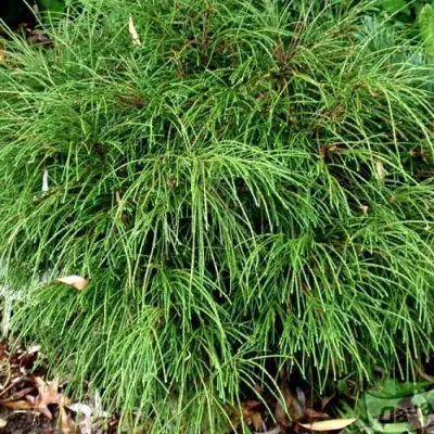 Туя ВИПКОРД складчатая в Бресте