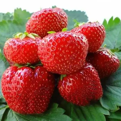 Клубника ВИМА ЗАНТА в Бресте