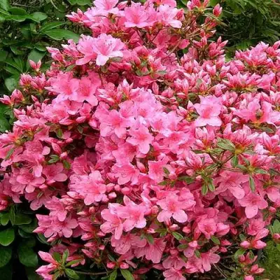 Азалия РОКОКО японская в Бресте