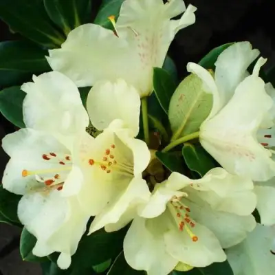 Рододендрон ГОЛДКРОН в Бресте