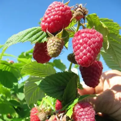 Малина ЕВРАЗИЯ в Бресте