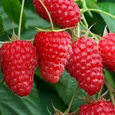 Малина КАСКАД ДЕЛАЙТ в Бресте