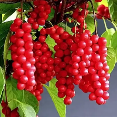 Лимонник САДОВЫЙ 1 китайский  в Бресте