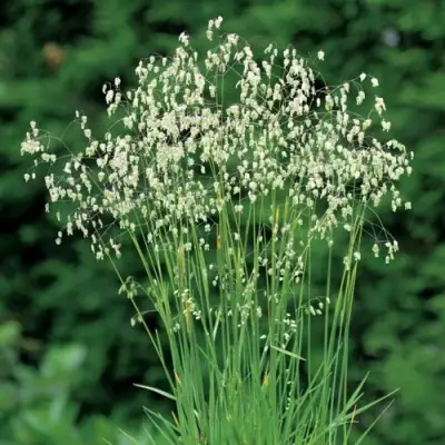 Трясунка средняя в Бресте