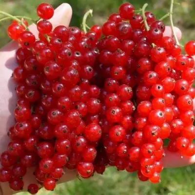 Смородина красная РЕД ПУЛ в Бресте