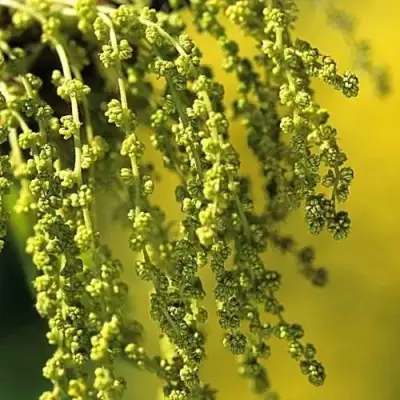 Дуб скальный в Бресте