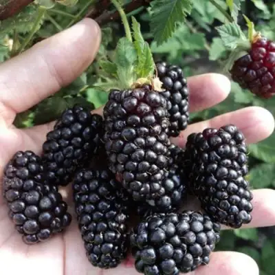 Ежевика ЛОХ НЕСС бесшипная  в Бресте